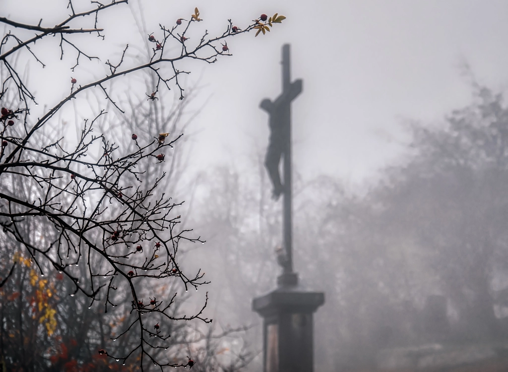 dornen von dirk derbaum auf 500px.com