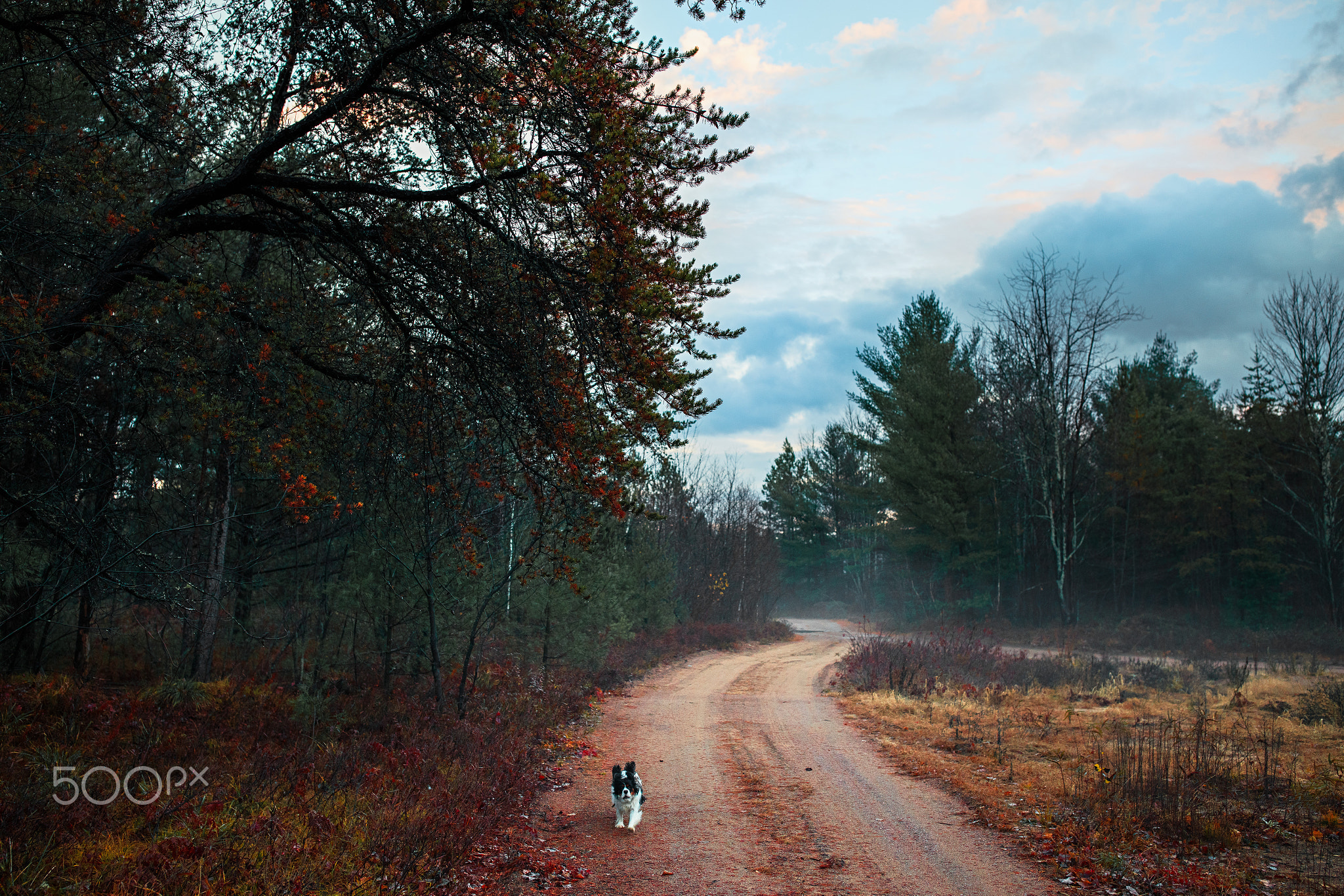 Bounding out of Autumn (Canon EOS R)