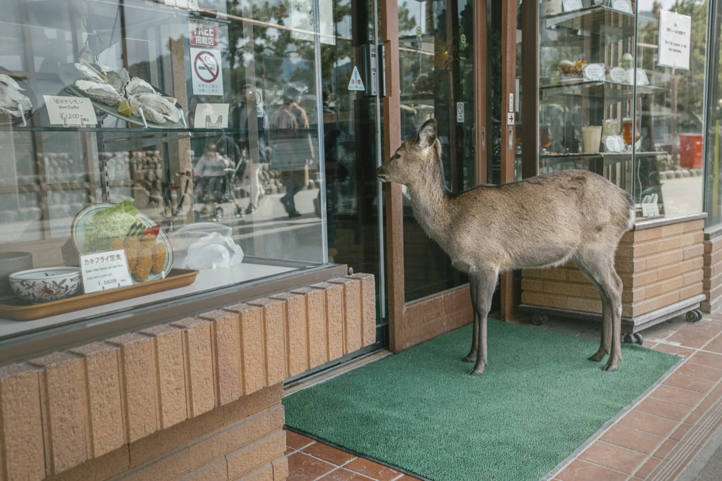 Window Shopping, Miyajima | Japan by William Self on 500px.com