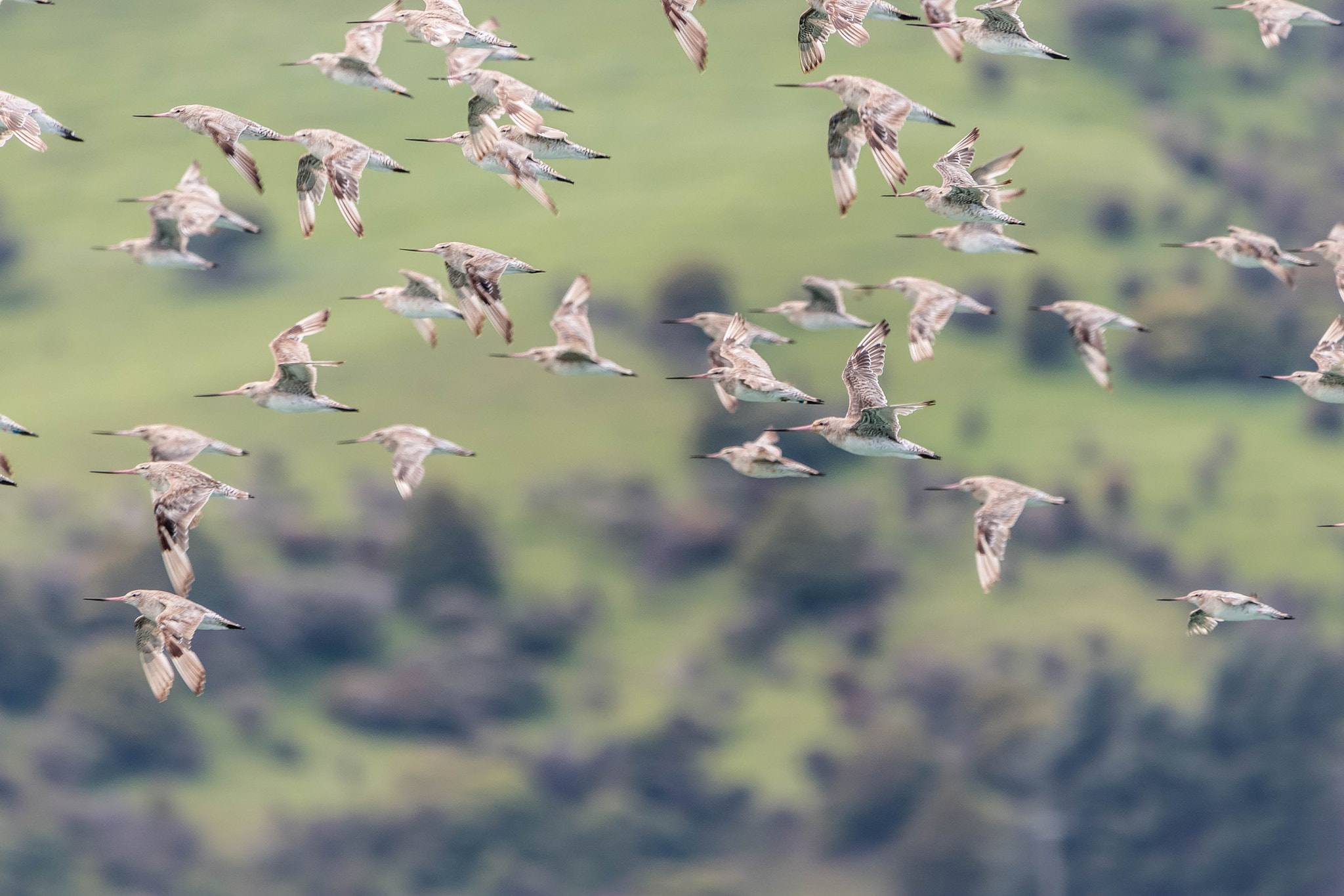 Bar-tailed Godwits Flying
