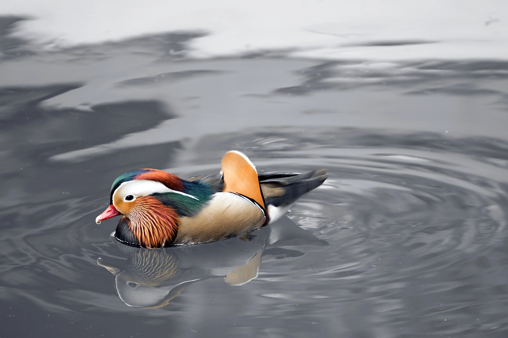 mandarin duck by wu kan on 500px.com