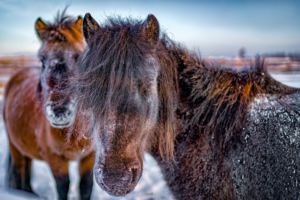 The Most Stronger Horses by Teh Han Lin on 500px.com