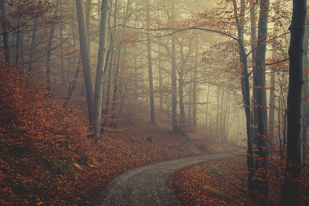 through the fog through the forest by Susanne Ludwig on 500px.com