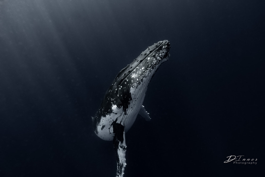 The glamorous whale by Dalida Innes on 500px.com