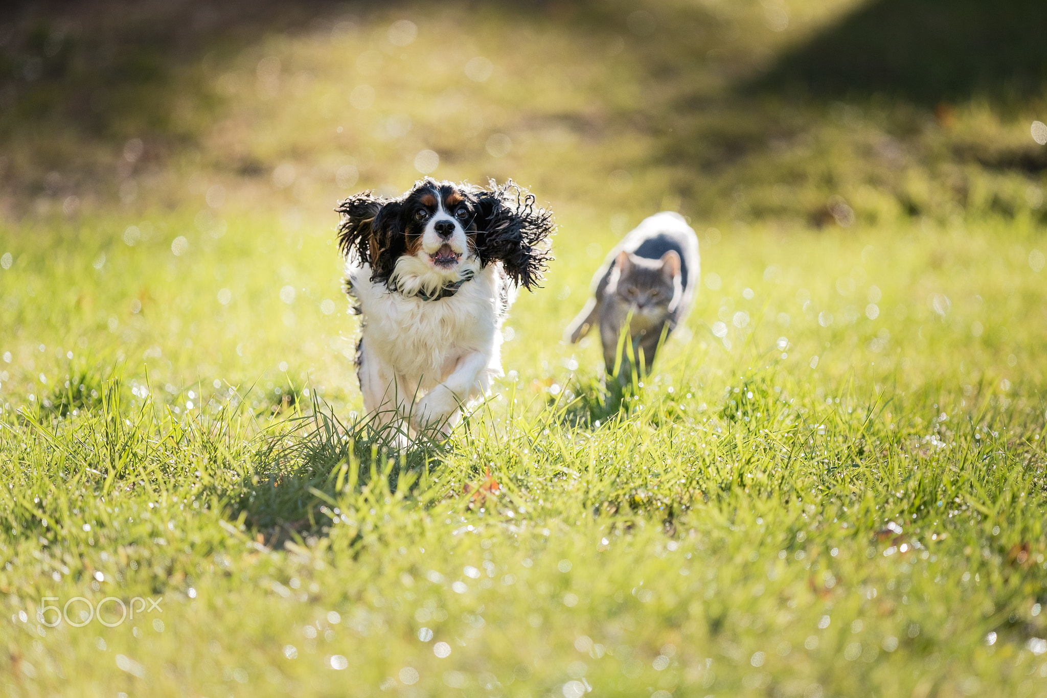 In Hot Pursuit (Fujinon 200mm F2 OIS)