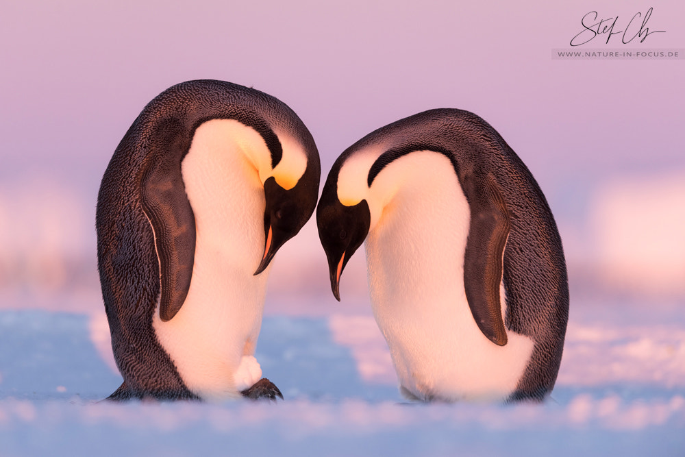 Training session by Stefan Christmann on 500px.com