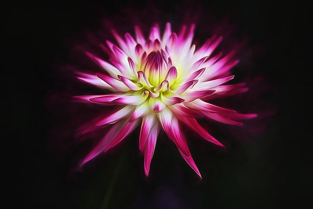 Dahlia Star by clint hudson on 500px.com