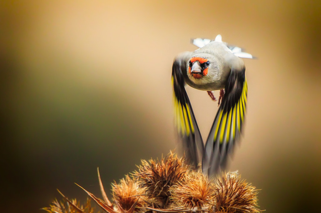 Goldfinch by Sina Pezeshki on 500px.com