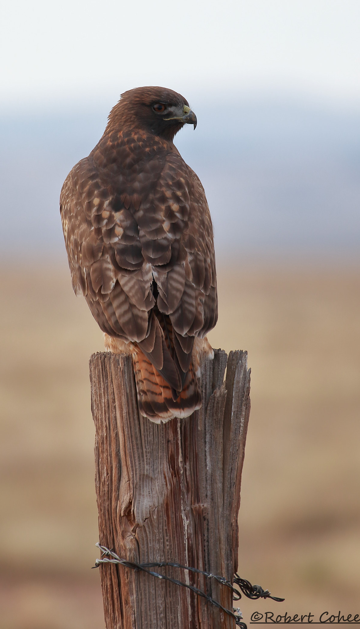 Dark Morph Red Tailed Hawk