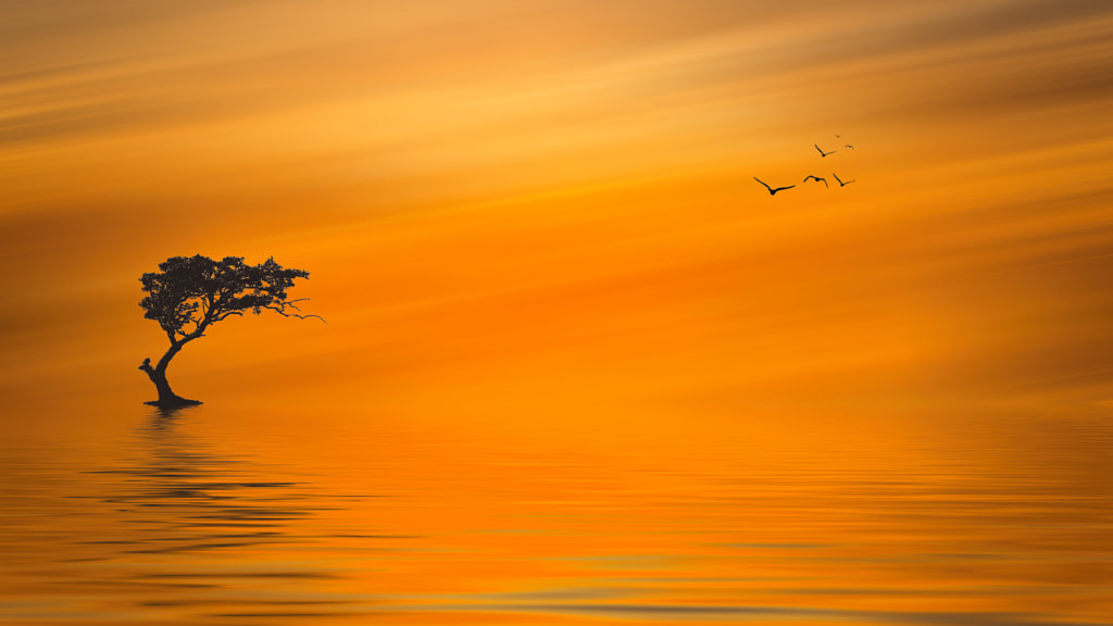 Golden Sunset by Youssef Elboukhari on 500px.com