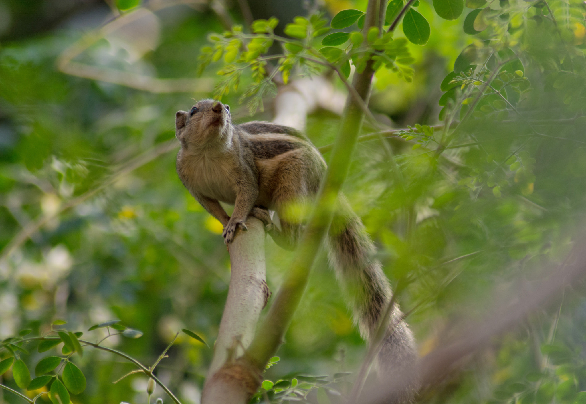 Squirrel