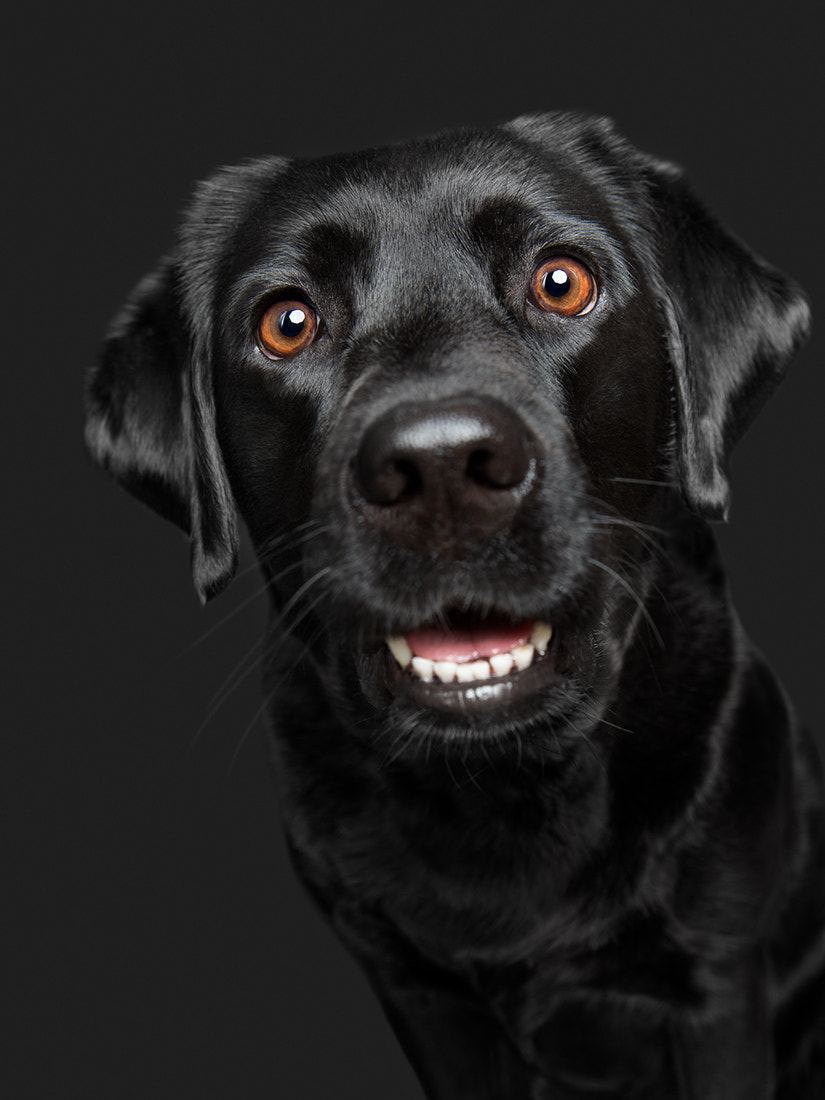 "What? The food must go to the lab for testing?": For licensing and commission requests: info@elkevogelsang.com FACEBOOK - INSTAGRAM - WEBSITE © Elke Vogelsang