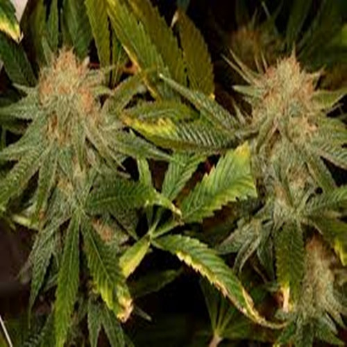 Buy marijuana online USA