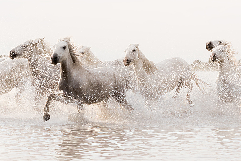 White Horses of the Camargue by Jennifer King on 500px.com