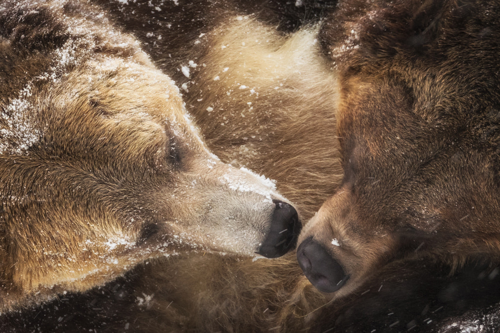Grizzly Play by Jennifer King on 500px.com