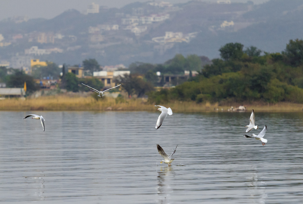 Nature in action by Imran Saeed on 500px.com