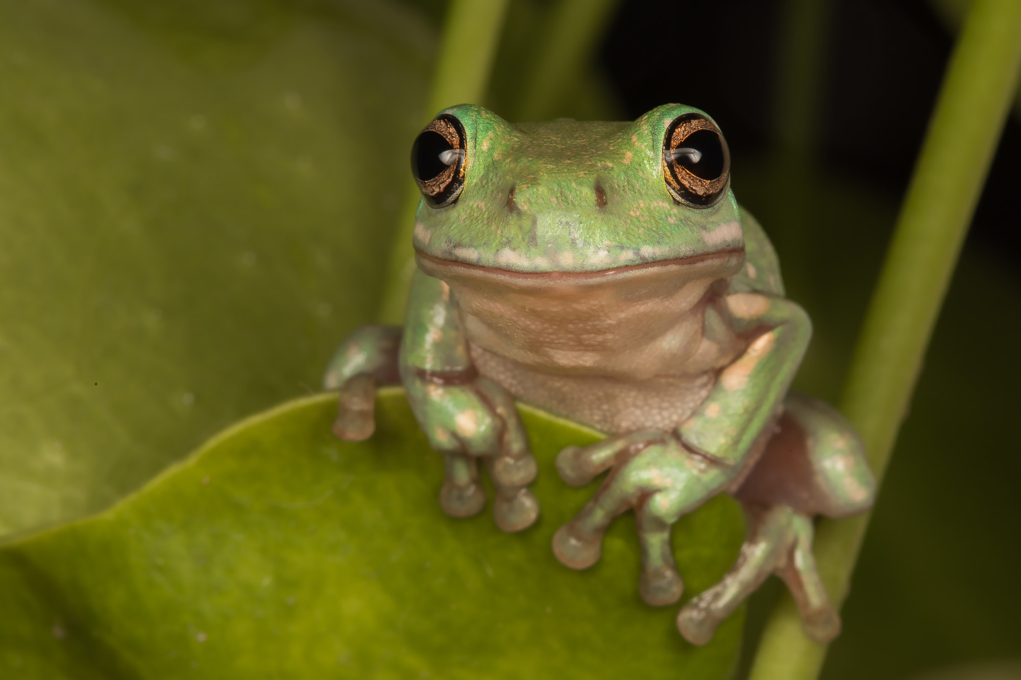 Whites Treefrog, Snowflake