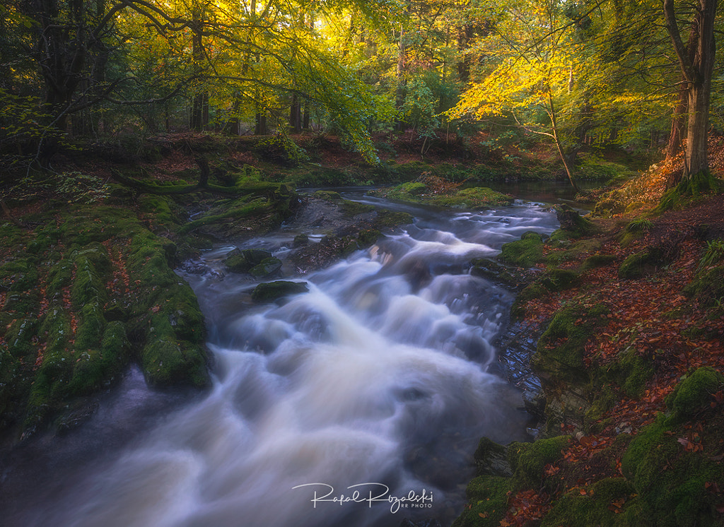 Tollymore Forest Park - Northern Ireland by Rafal Różalski on 500px.com