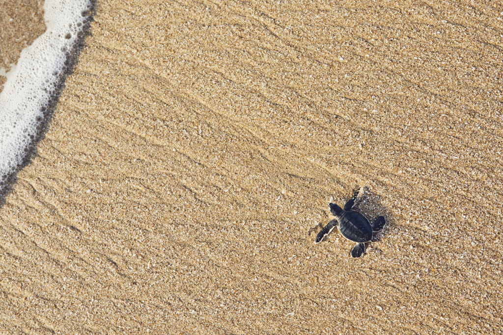 Newborn sea turtle by Jaromír Chalabala on 500px.com
