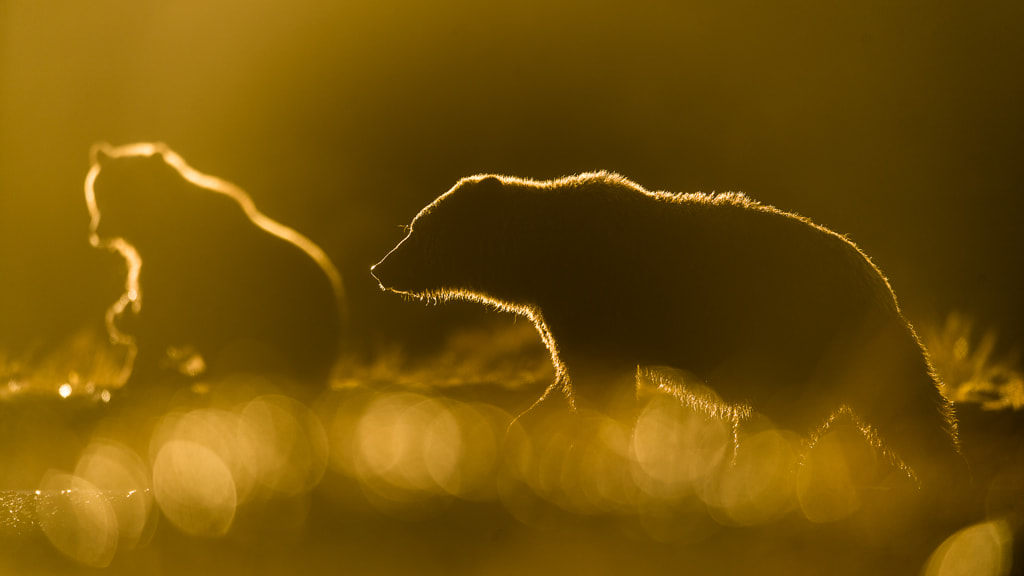 Brown bears in backlight by Roy Mangersnes on 500px.com
