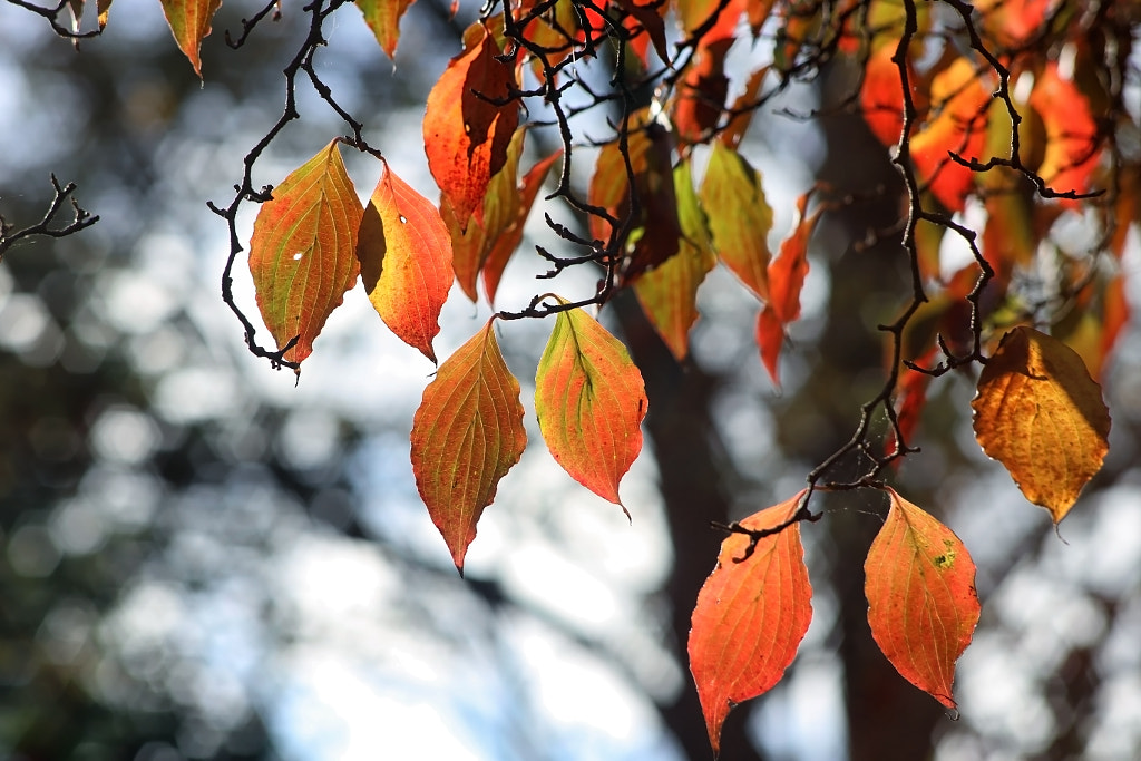 Vintage Autumn by Wayne Gerard Trotman on 500px.com