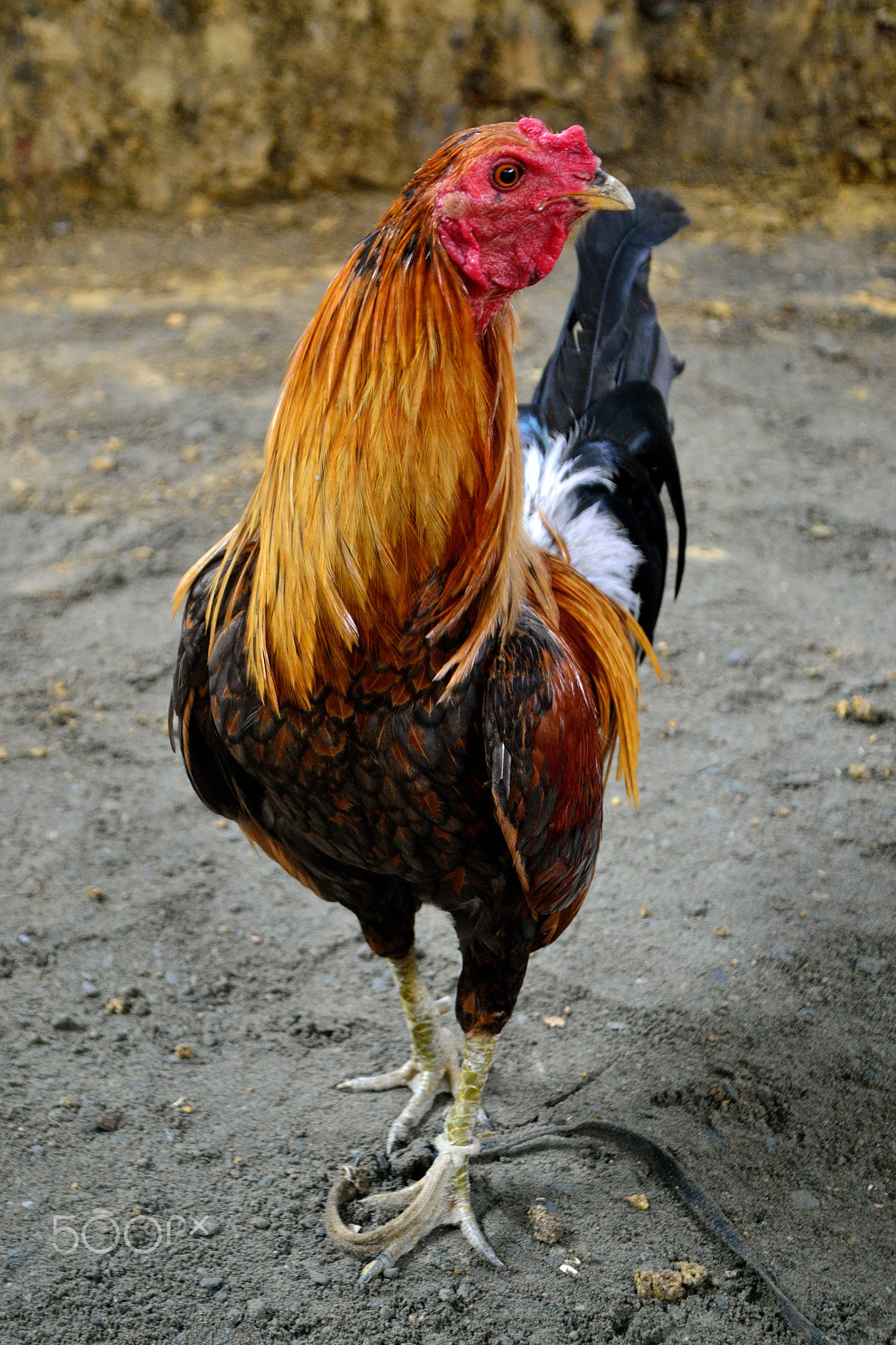 Peru