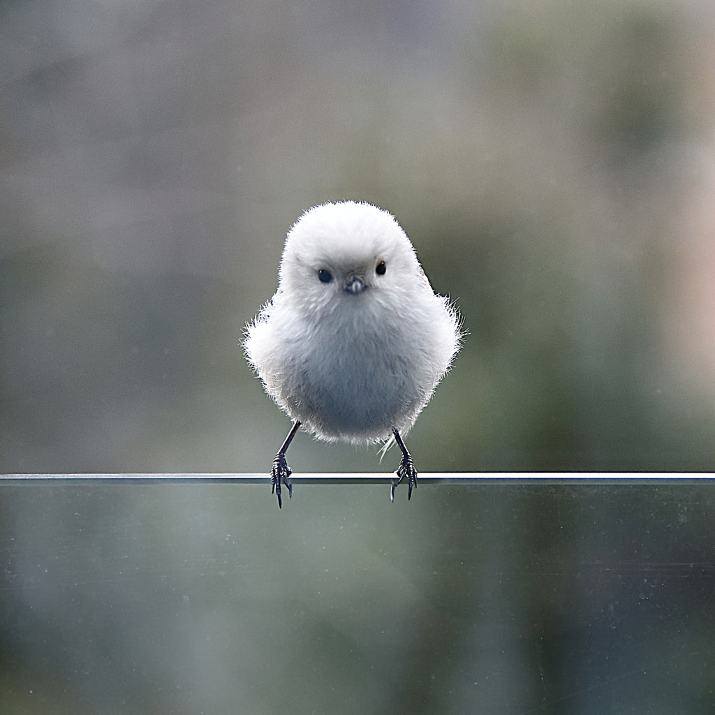 Fluffy friend by Mike Eyett on 500px.com