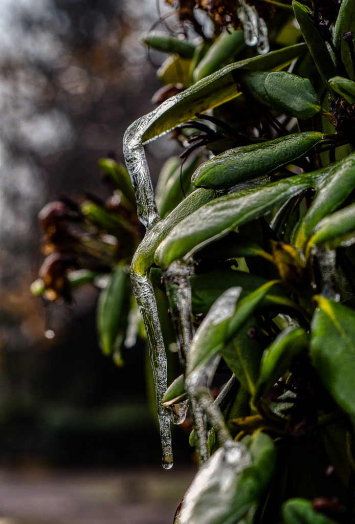 green by dirk derbaum on 500px.com