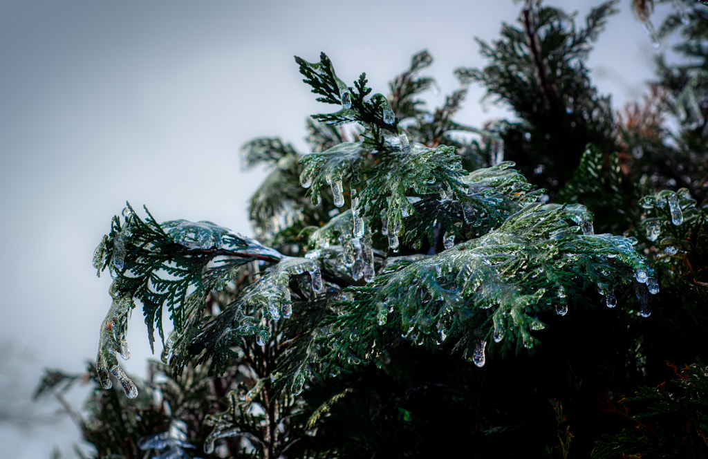 ice by dirk derbaum on 500px.com