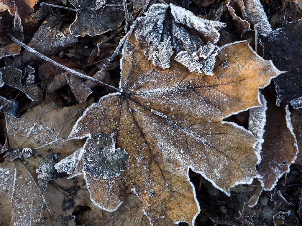 First Frost by Christina Obermaier on 500px.com