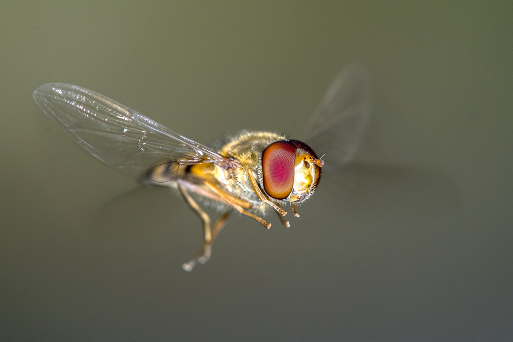 Insect in flight by Jayanta Bordoloi on 500px.com