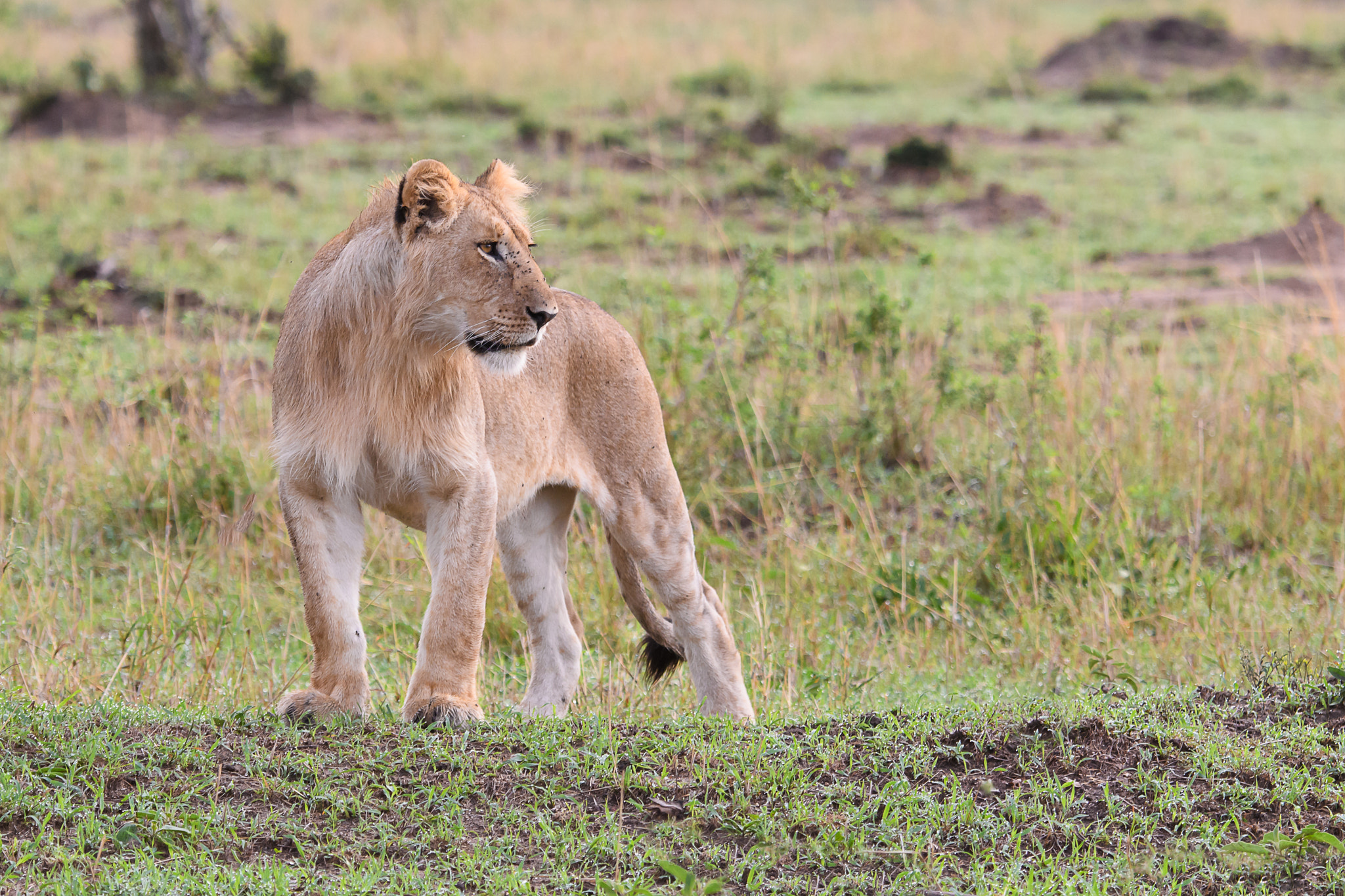 Lioness Maasai Mara