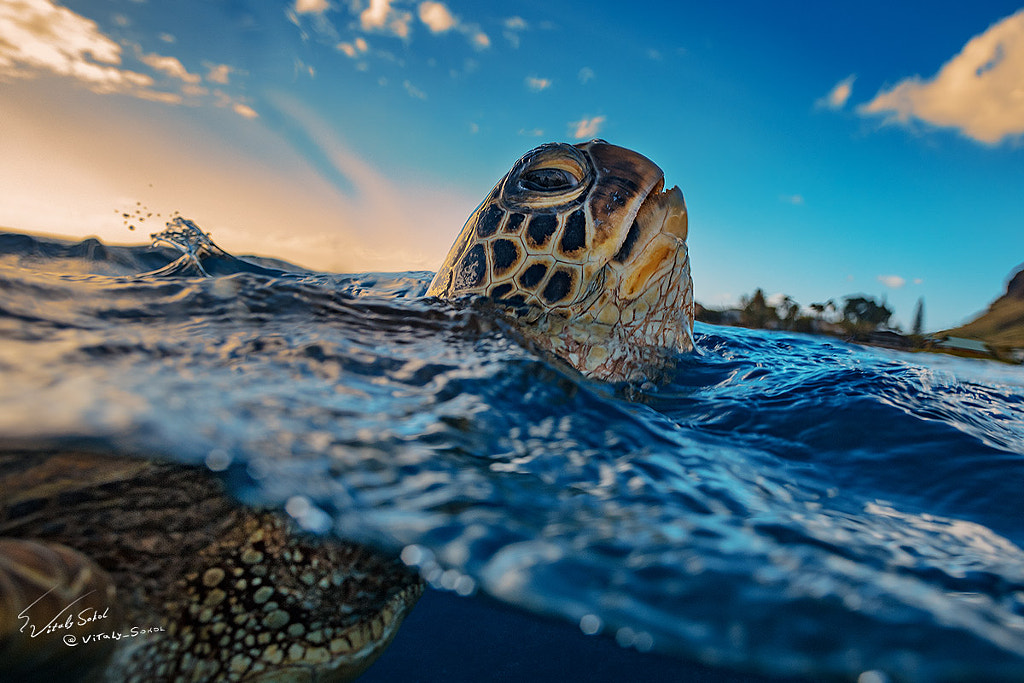 Honu by Vitaliy Sokol on 500px.com