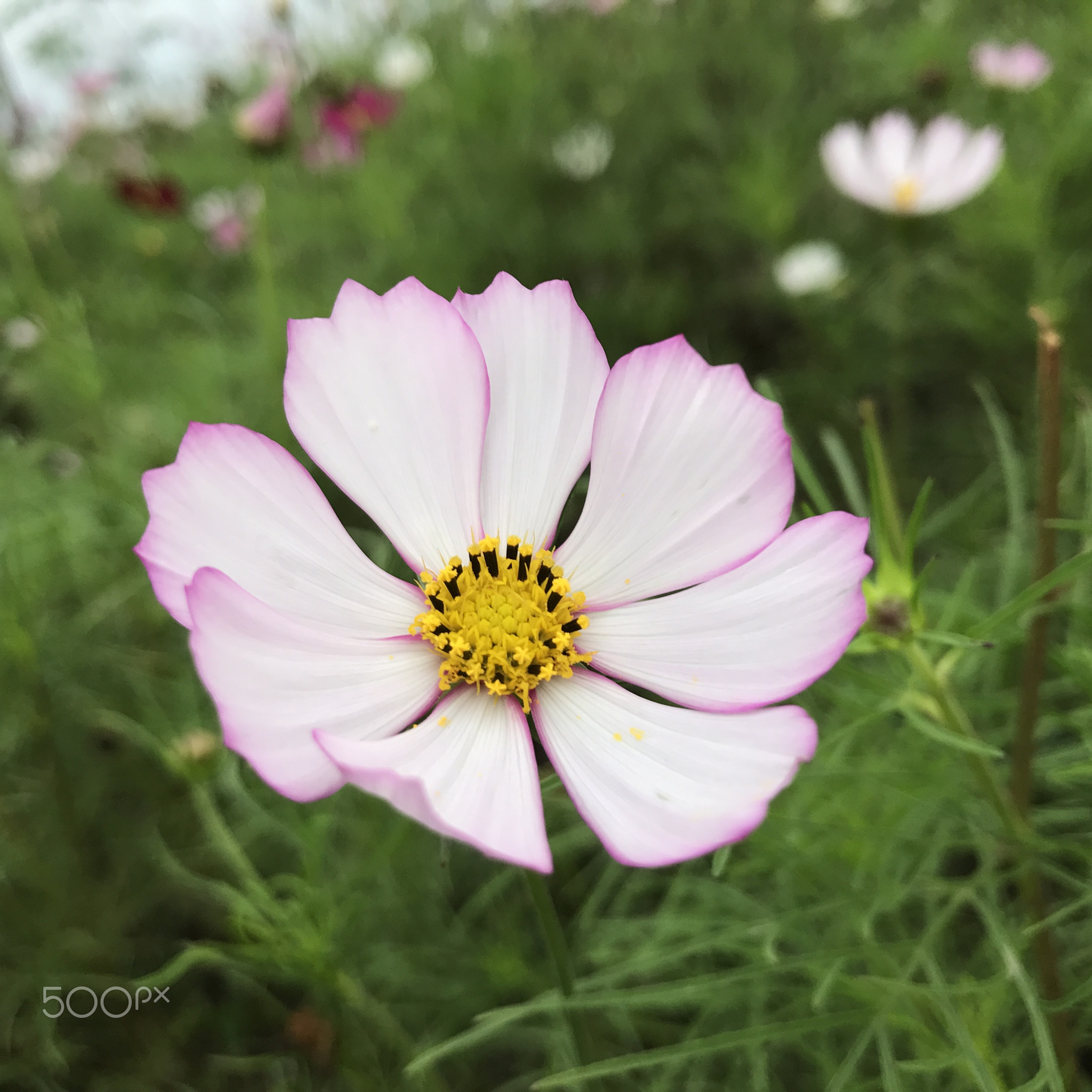格桑花