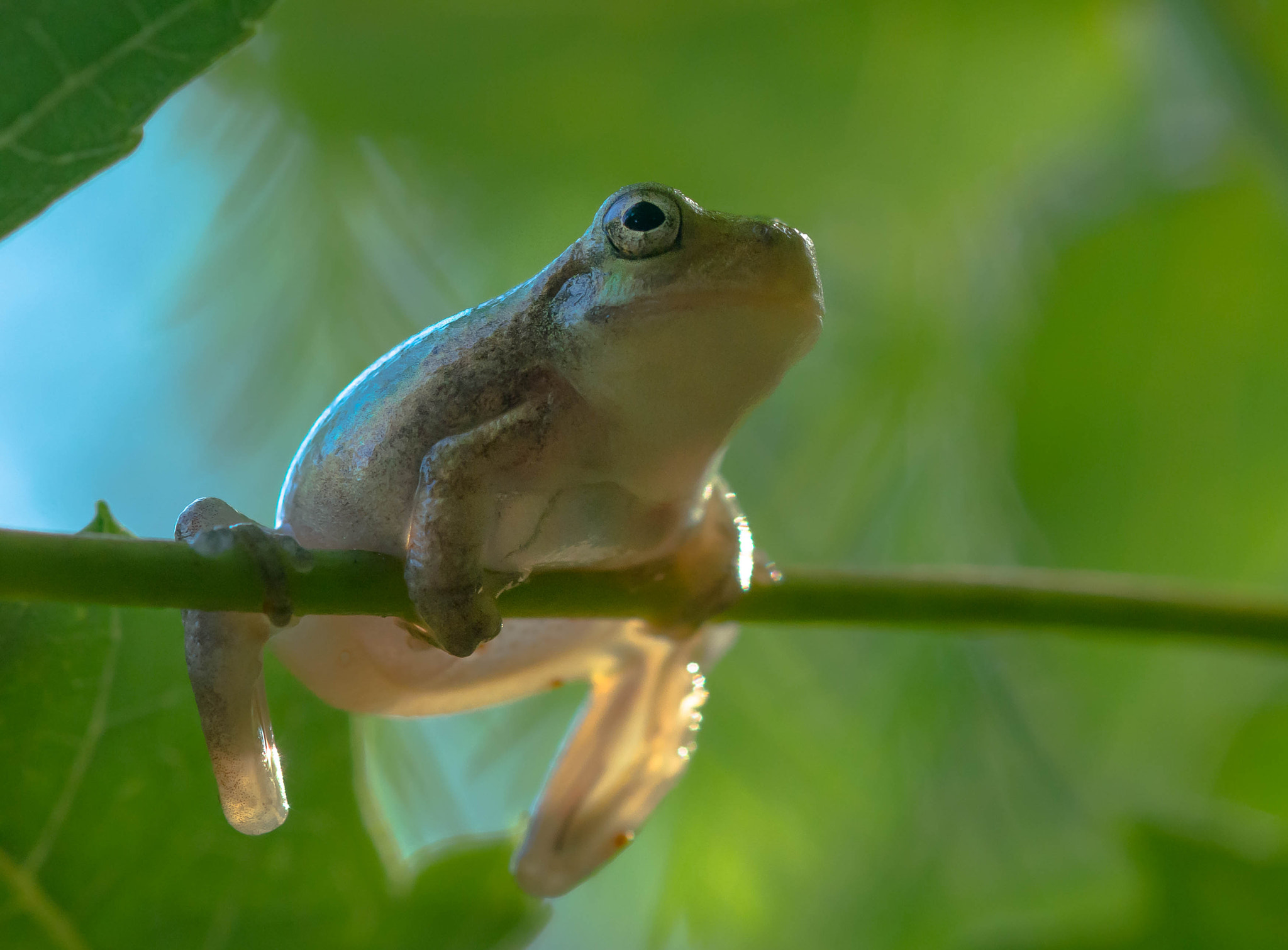 Backlit Frog