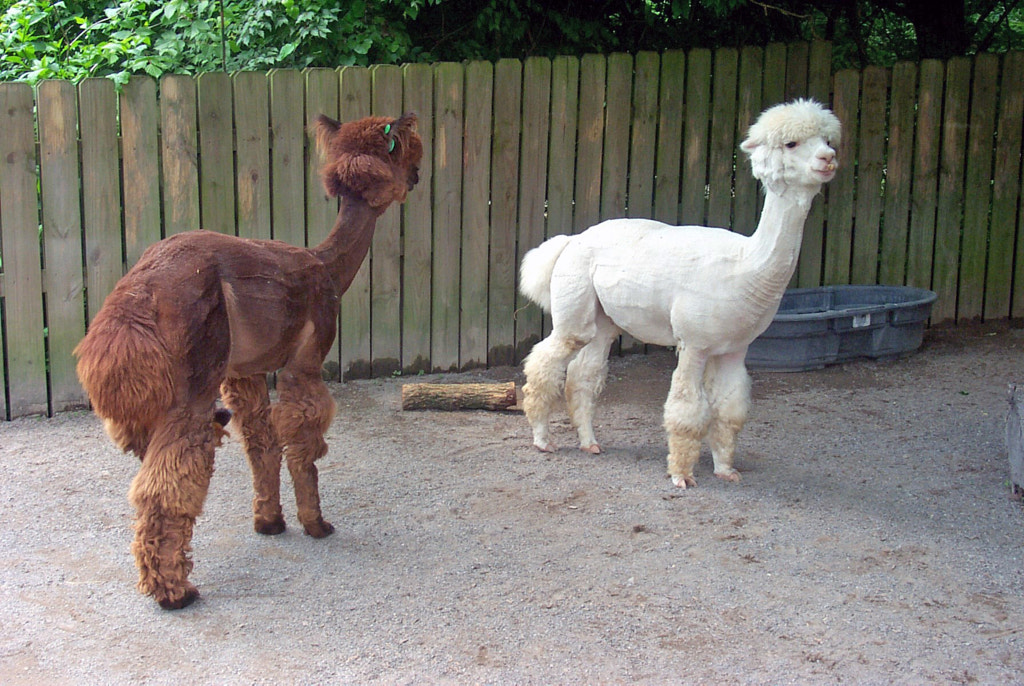 Nashville Zoo by Flash 1952 on 500px.com