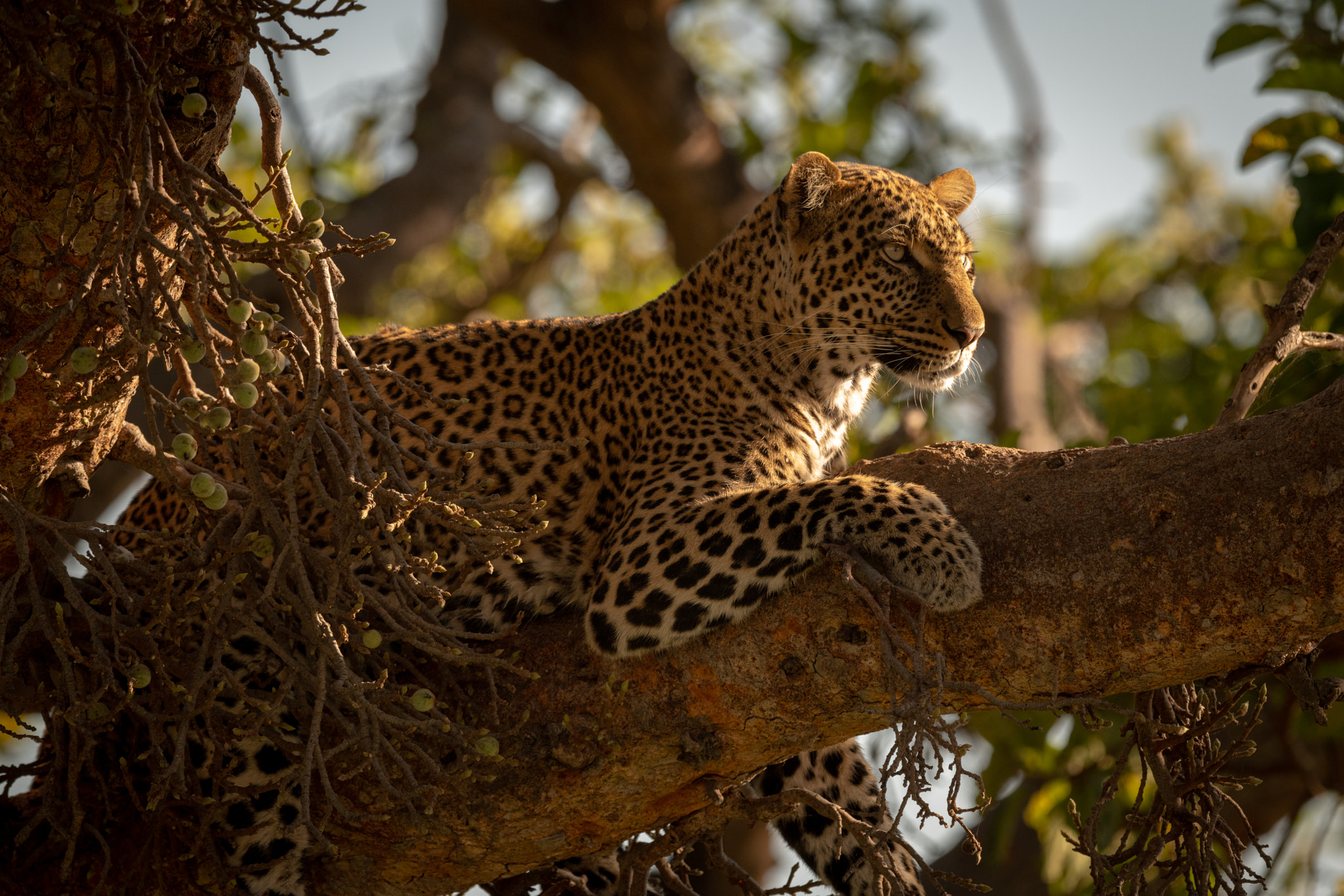 Leopard lies on branch of fig tree