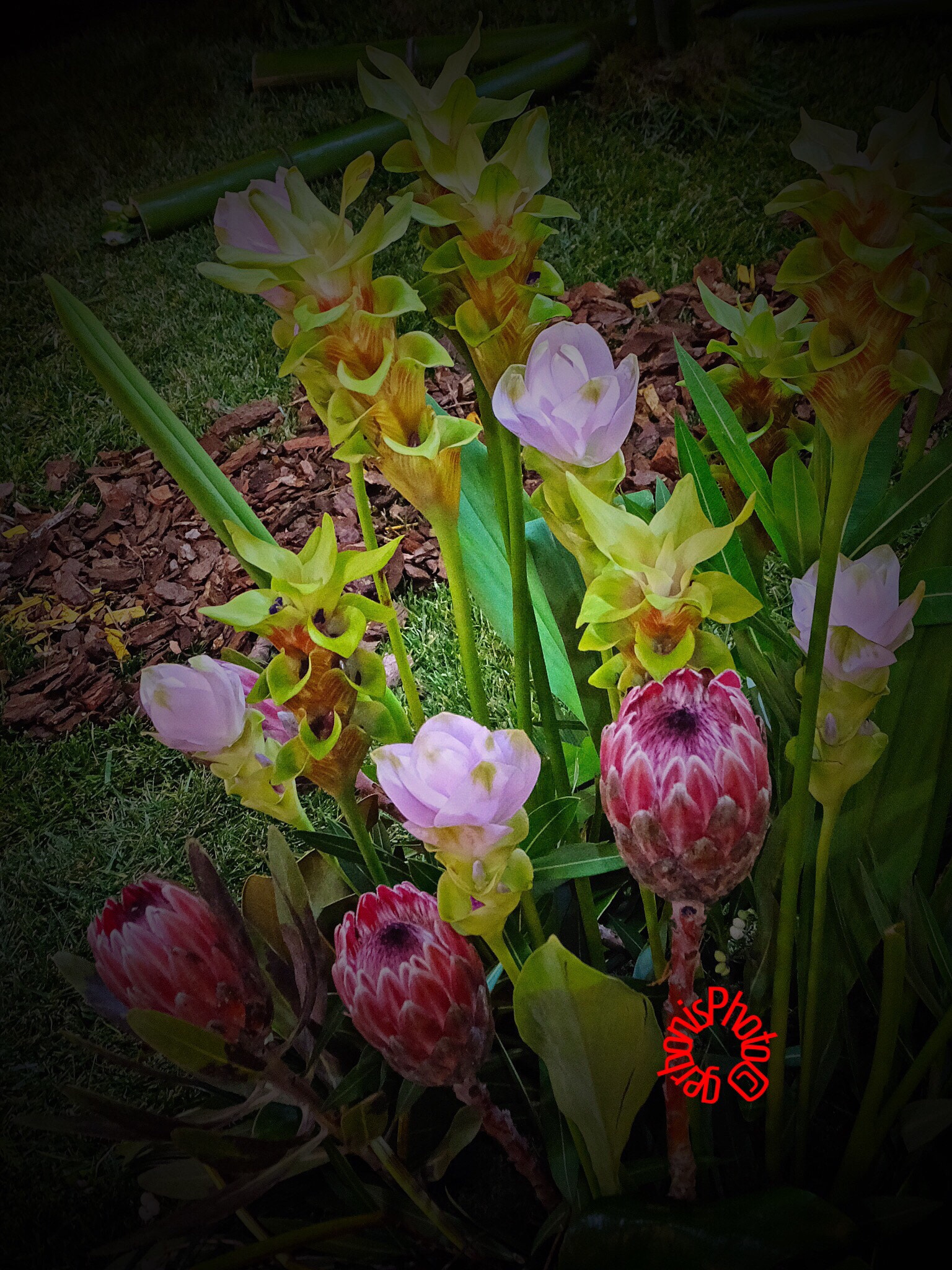 The beauty of flowers