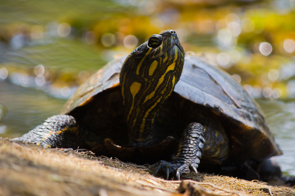 Trachemys dorbigni by Fábio Melo / 500px