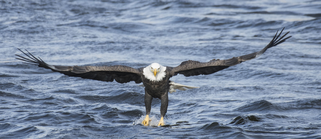 Bald Eagle Facts About Eagles: what is the size of an eagle