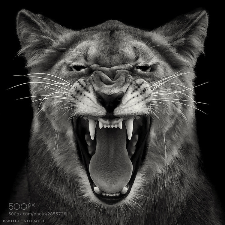 22 lioness fangs