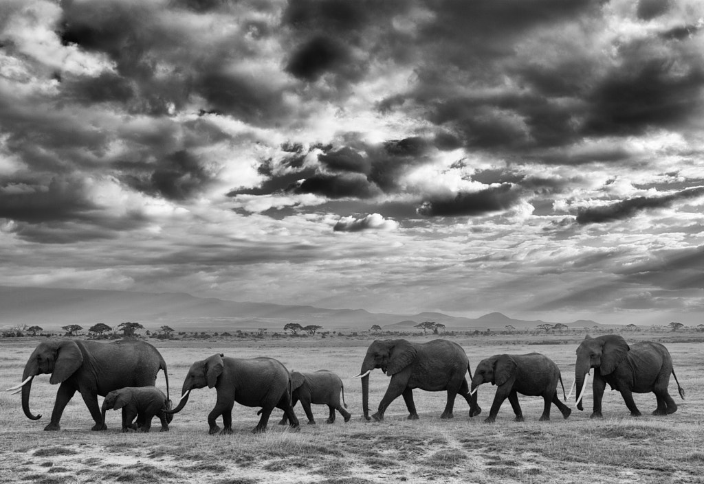Amboseli Family March by Matt MacDonald on 500px.com