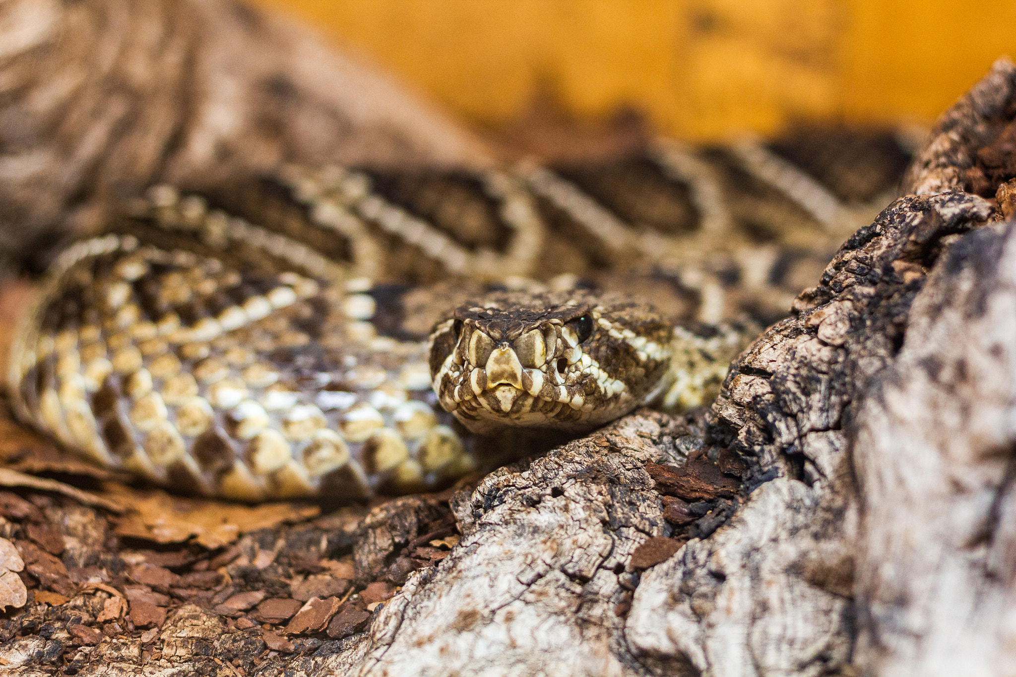Brown Snake