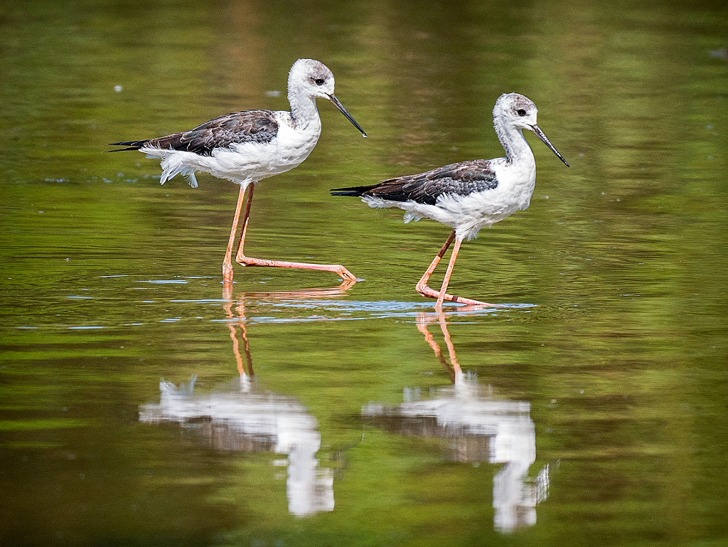 Blackadder Lake by Paul Amyes on 500px.com