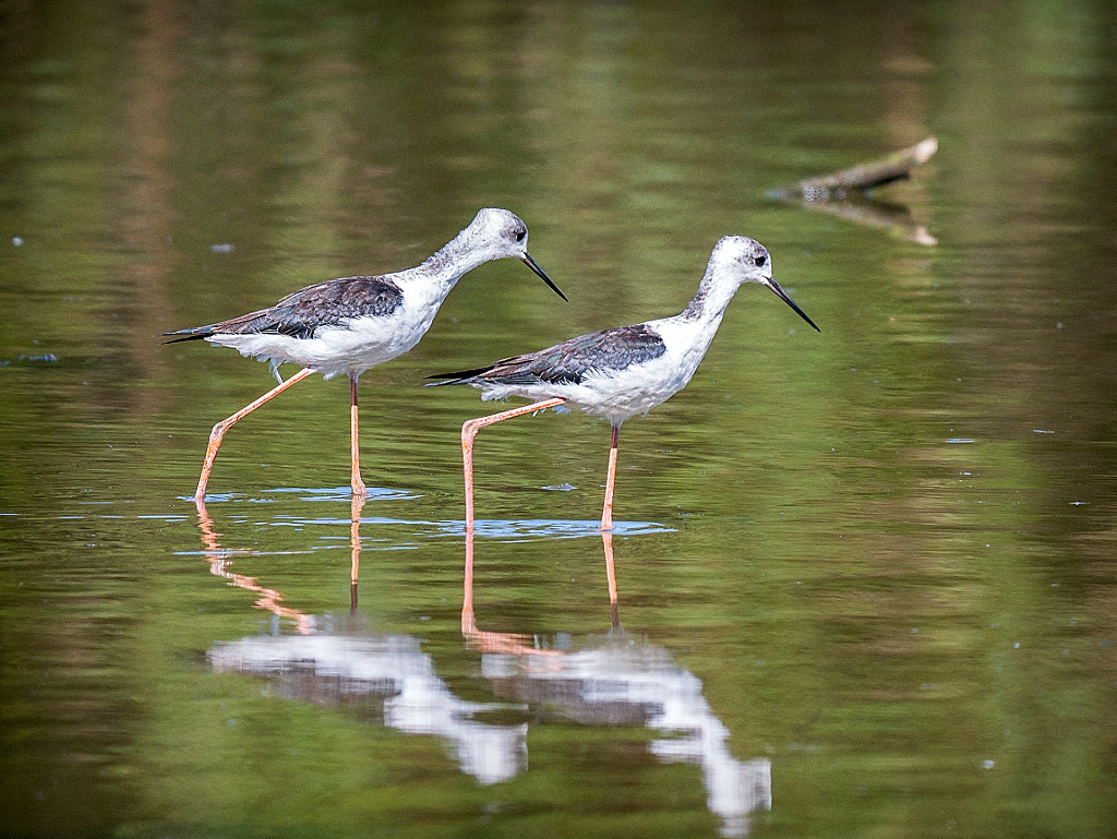 Blackadder Lake by Paul Amyes on 500px.com