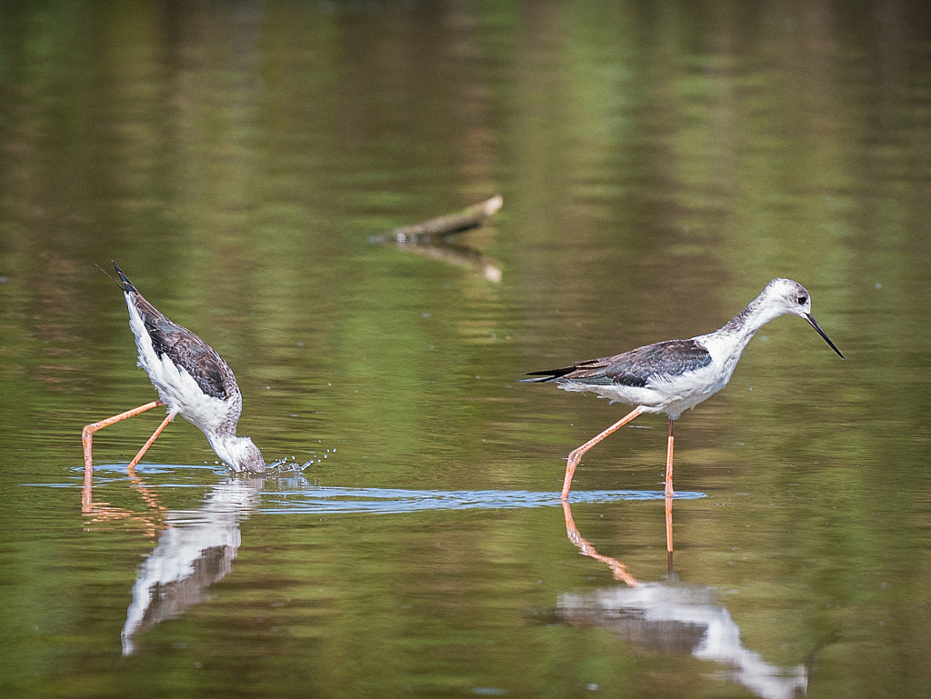 Blackadder Lake by Paul Amyes on 500px.com