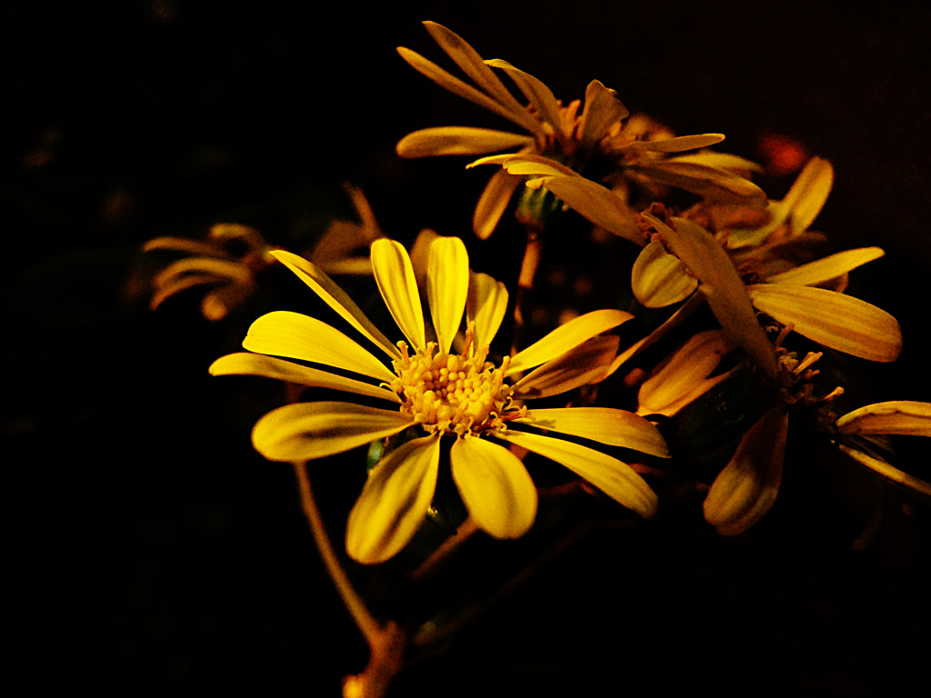 Spotlight by wisteria2 kozo on 500px.com