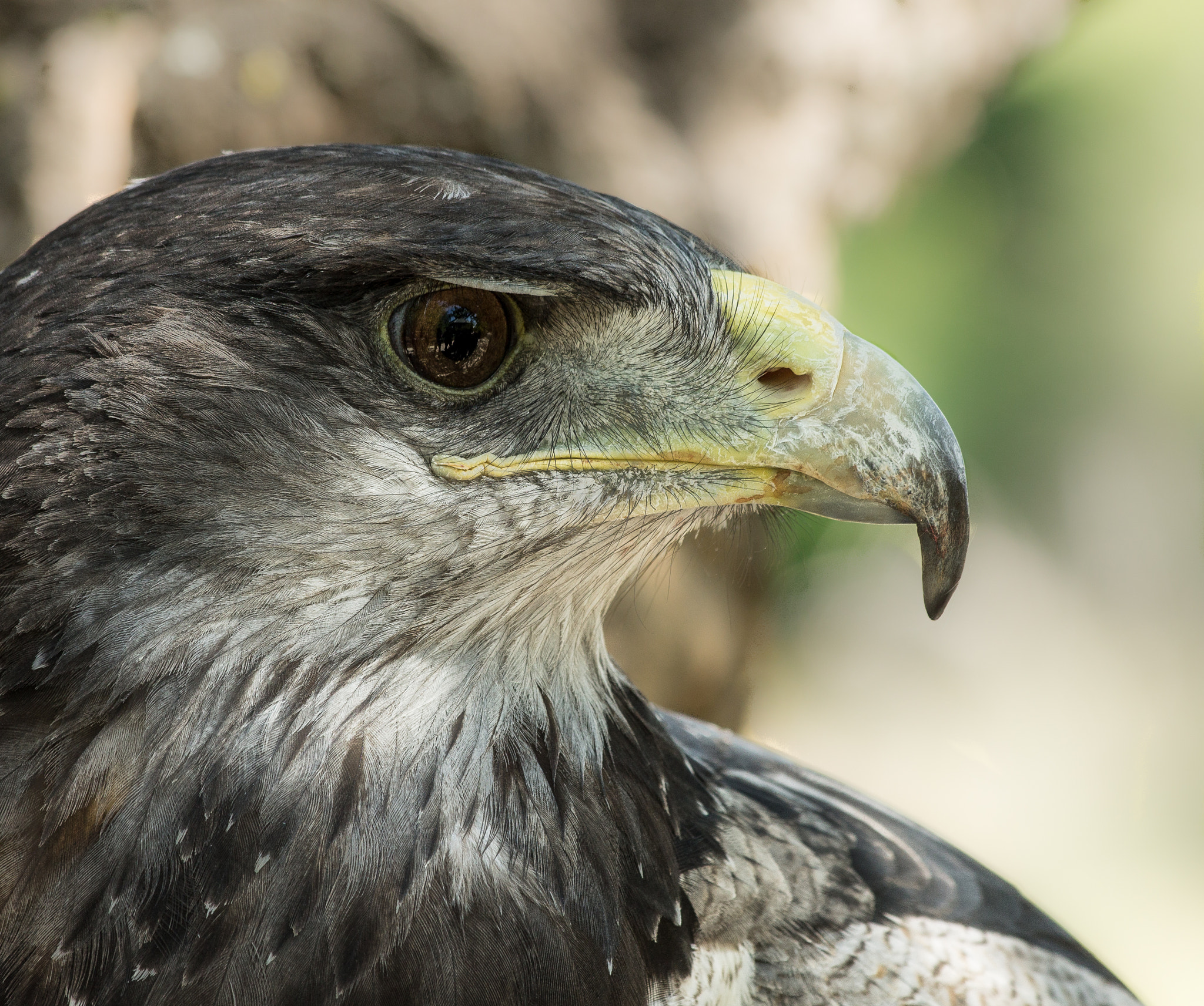 Eagle Profile