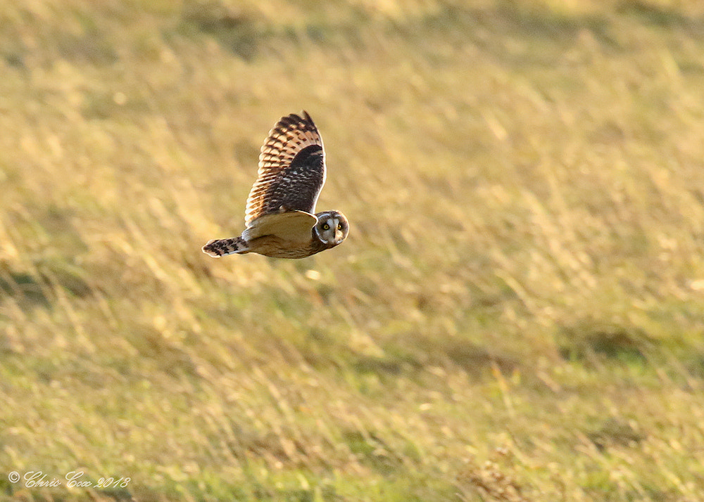 Short-eared Owl