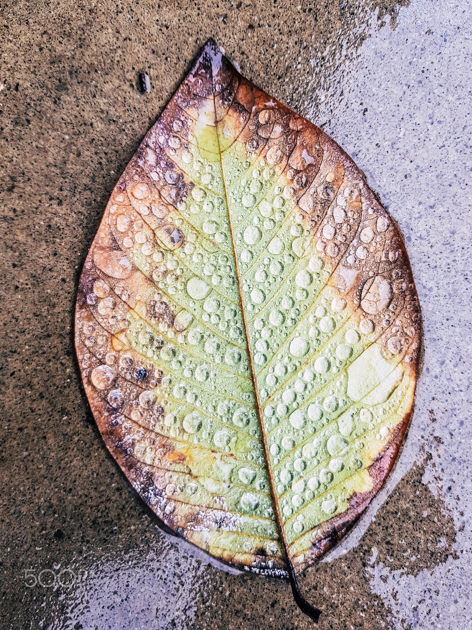 Beautiful green leaf with drops of water